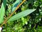 Preview: Salix rubens Flanders Red, Sommerlaub