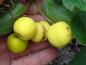 Preview: Gelbe Früchte von Malus Winterhold
