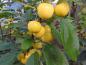 Preview: Die großen, gelben Zieräpfel des Malus Wintergold