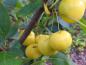 Preview: Zierapfel Wintergold - gelbe Äpfelchen