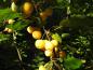 Preview: Gelbe Zieräpfel und dunkelgrünes Laub bilden einen schönen Kontrast - der Zierapfel Wintergold