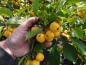Preview: Zierapfel Wintergold mit reichem Fruchtbehang