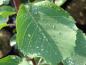 Preview: Amelanchier alnifolia Forestburg: Sommerlaub