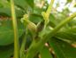 Preview: Walnuss Franquette - weibliche Blüten