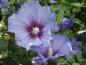 Preview: Hibiscus Ultramarine