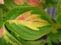 Preview: Gelbblättriger Gold-Blumenhartriegel
