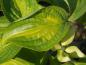 Preview: Attraktives Blatt bei Cornus kousa Goldstar