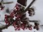 Preview: Zaubernuss Diana - rote Blüten im Schnee