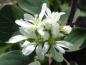 Preview: Amelanchier rotundifolia Helvetica - weißblühender Zierstrauch