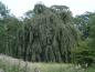 Preview: Eine ausgewachsene Trauerbuche (Fagus sylvatica Pendula)