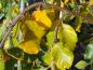 Preview: Gelbe Herbstfärbung der Trauerbuche