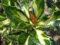 Preview: Das auffallend panaschierte Laub von Ilex aquifolium White Cream