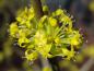 Preview: Cornus mas blüht gelb.