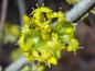 Preview: Gelbe Blüten der Kornelkirsche öffnen sich schon früh im Jahr.