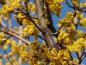 Preview: Blüte der Kornelkirsche Kazanlak