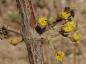 Preview: Blüte der Kornelkirsche Pancharevo