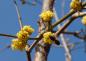 Preview: Blüte der Kornelkirsche Shumen