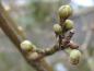 Preview: Leicht geöffnete Blütenknospen von Cornus mas Variegata, aufgenommen Februar 2013