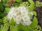 Preview: Gelbgrünes Laub und weiße Blüten - die Zwergspiere White Gold