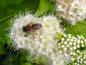 Preview: Spiraea japonica White Gold - auch bei Bienen beliebt