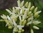 Preview: Cornus sanguineum Winter Beauty im Blüten