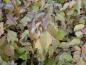 Preview: Das Herbstlaub von Cornus sanguinea Winter Beauty