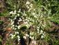 Preview: Weiße Blüte und geschlitztes Blatt des Fadenblättrigen Holunders