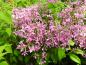 Preview: Syringa chinensis Saugeana