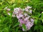 Preview: Syringa chinensis Saugeana