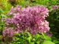 Preview: Syringa chinensis Saugeana