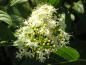 Preview: Weiße Blüte des Gelbrindiger Hartriegel