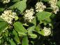 Preview: Weißer Blütenflor von Cornus stolonifera Flaviramea