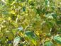 Preview: Cornus sericea Flaviramea in gelber Herbstfärbung