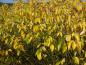 Preview: Leuchtend gelbe Blätter des Gelbrindigen Hartriegels im Herbst