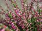 Preview: Calluna vulgaris Red Bud