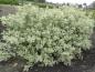 Preview: Cornus stolonifera White Gold als nicht zu hoch werdendes Solitärgehölz.