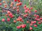 Preview: Schöne Zieräpfel bei Malus Adirondack