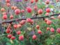 Preview: Malus Adirondack mit roten Früchten, aufgenommen Anfang November