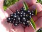 Preview: Typische schwarze Früchte bei Ligustrum vulgare Atrovirens Compact