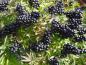 Preview: Ligustrum vulgare Atrovirens Compact bildet im Herbst reichlich Früchte