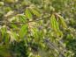 Preview: Frischer Laubaustrieb der Niedrigen Scheinhasel im April