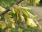 Preview: Corylopsis pauciflora - hellgelbe Blüte