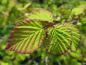 Preview: Corylopsis pauciflora - frischer zweifarbiger Austrieb im Frühjahr