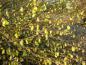 Preview: Zahlreich gelbe Blüten bei der Niedrigen Scheinhasel