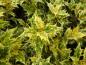 Preview: Osmanthus heterophyllus Tricolor