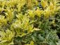 Preview: Osmanthus heterophyllus Tricolor