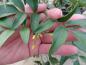 Preview: Jasminum humile Revolutum