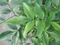 Preview: Jasminum humile Revolutum