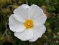 Preview: Die weiße Blüte der Cistus x obtusifolius