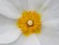 Preview: Cistus x obtusifolius - weiße Blüte mit gelbem Auge